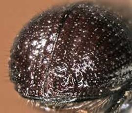   Tomicus piniperda , posterior view (declivity) 