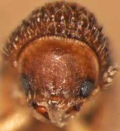             Trischidias atoma , anterior view   