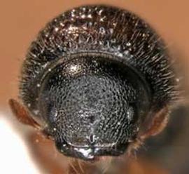   Trypodendrum lineatum  (striped ambrosia beetle), anterior view 