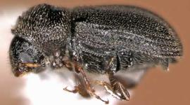   Trypophloeus populi , lateral view 