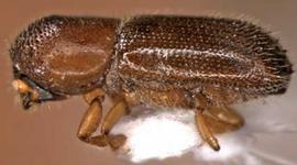             Xyleborinus saxeseni , lateral view   