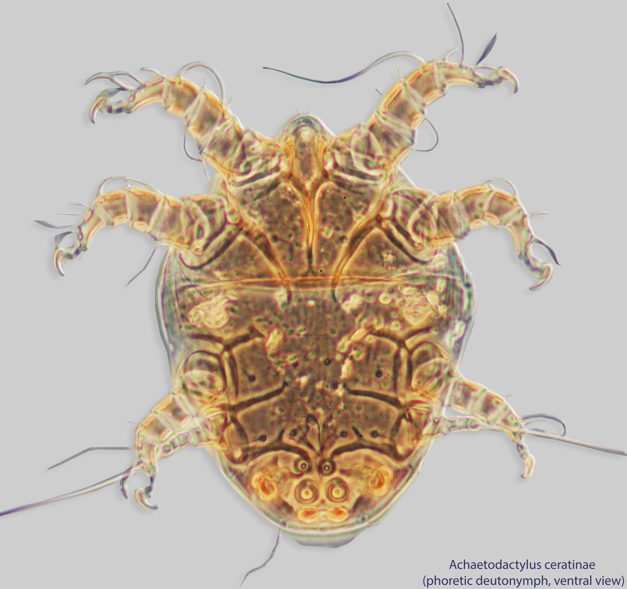 Achaetodactylus | Bee Mite ID