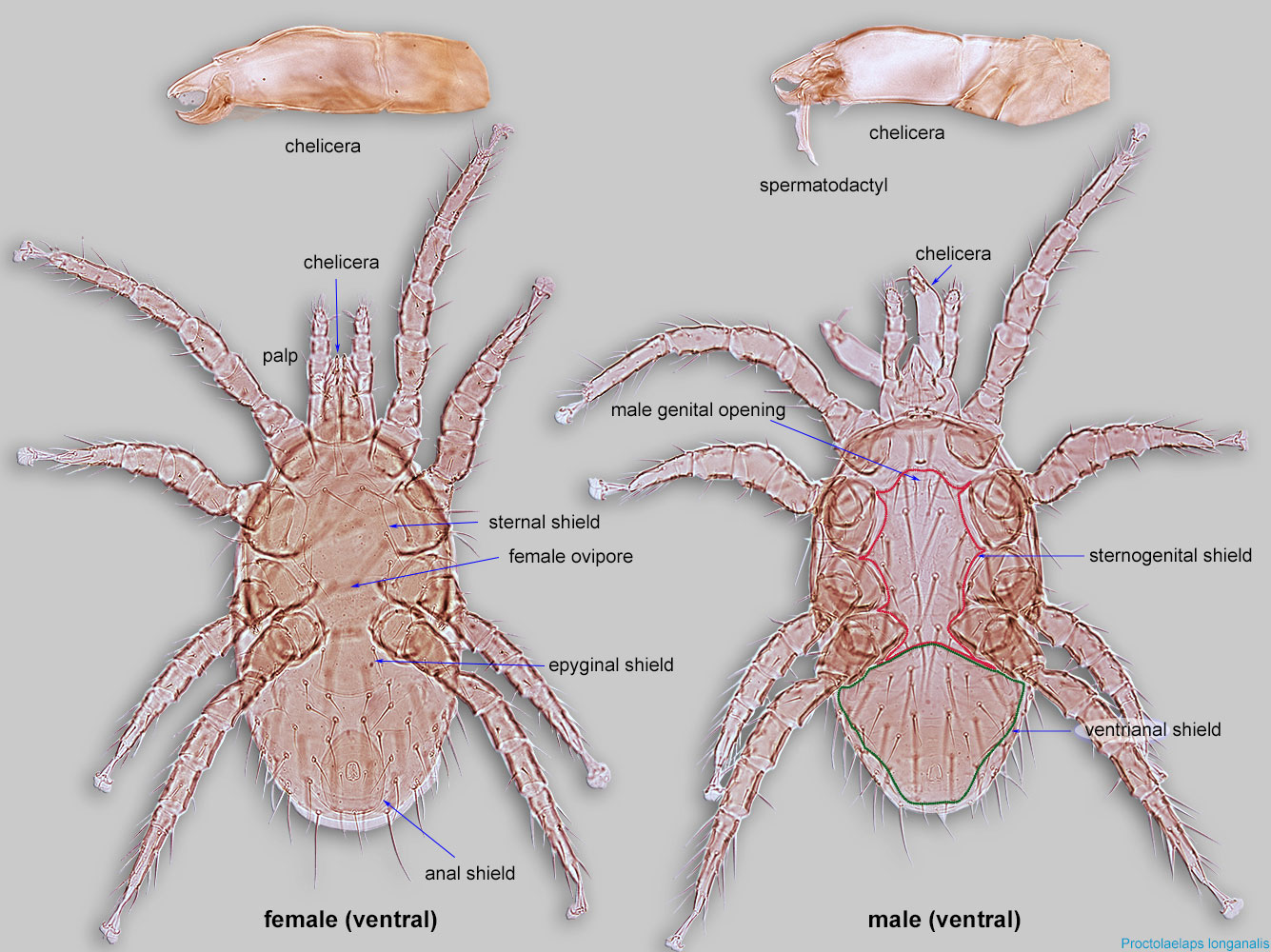 Fig. 2 Mesostigmata