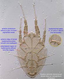 Fig. 1.  Anoetus  ex  Lasioglossum coriaceum  phoretic deutonymph, dorsal view.