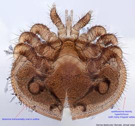  Fig. 1.  Varroa destructor  female, dorsal view. 