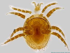  Fig. 1.  Bisternalis mexicanus  female, dorsal view. 