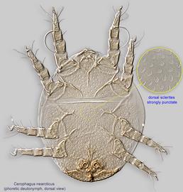  Fig. 1.  Cerophagus nearcticus  phoretic deutonymph, dorsal view. 