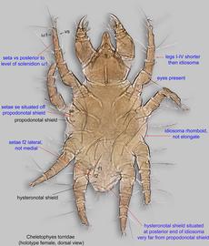  Fig. 1.  Cheletophyes torridae  holotype female, dorsal view. 