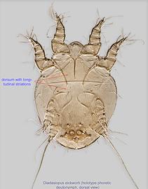  Fig. 1.  Diadasiopus eickworti  holotype phoretic deutonymph, dorsal view. 