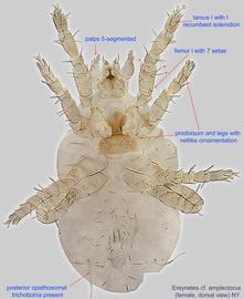  Fig. 1.  Ereynetes  cf.  amplectorus  female, dorsal view. 