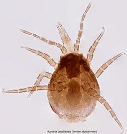  Fig. 1.  Hunteria brasiliensis  holotype female, dorsal view. 