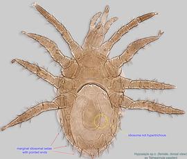  Fig. 1.  Hypoaspis  sp.n. (ex  Tetragonula pagdeni ) female, dorsal view. 