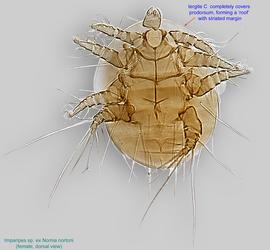  Fig. 1.  Imparipes  sp. (ex  Nomia nortoni ) female, dorsal view. Based on host associations, this species could be  Imparipes (Imparipes) texanus  Cockerell, 1910 (poorly described). 