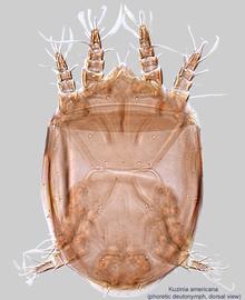  Fig. 1.  Kuzinia americana  phoretic deutonymph, dorsal view. 