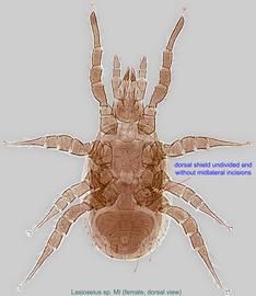  Fig. 1.  Lasioseius  sp. female, dorsal view. 