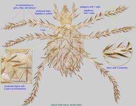  Fig. 1.  Leptus treati  larva, dorsal view. 
