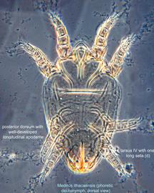  Fig. 1.  Medeus ithacaensis  paratype phoretic deutonymph, dorsal view; phase contrast. 