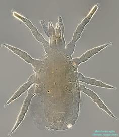  Fig. 1.  Melichares agilis  female, dorsal view. 