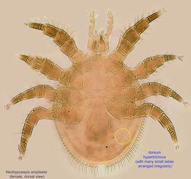  Fig. 1.  Neohypoaspis ampliseta  paratype female, dorsal view. 