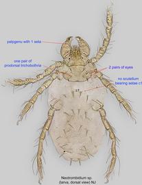  Fig. 1.  Neotrombidium  sp. larva, dorsal view. 