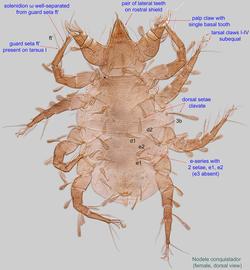  Fig. 1.  Nodele (Aztecocheyletus) conquistador  female, dorsal view. 