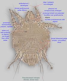  Fig. 1.  Pseudacarapis indoapis  paratype female, dorsal view. 