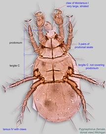  Fig. 1.  Pygmephorus  sp. (MI) female, dorsal view. 