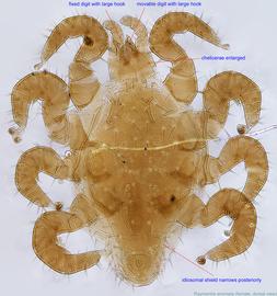  Fig. 1.  Raymentia anomala  female, dorsal view. 