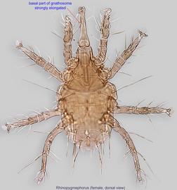  Fig. 1.  Rhinopygmephorus  sp. female, dorsal view. 