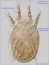  Fig. 1.  Sancassania boharti  phoretic deutonymph, dorsal view. 