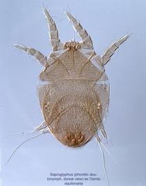  Fig. 1.  Saproglyphus  sp. (ex  Osmia aquilonaria ) phoretic deutonymph, dorsal view .  