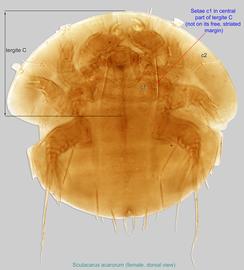  Fig. 1.  Scutacarus acarorum  female, dorsal view. 