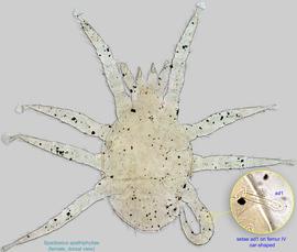  Fig. 1.  Spadiseius spathiphyllae  paratype female, dorsal view. 