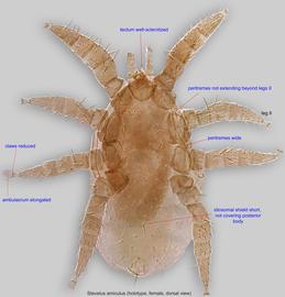  Fig. 1.  Stevelus amiculus  holotype female, dorsal view. 