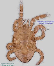  Fig. 1.  Stigmatolaelaps greeni  female, dorsal view. 