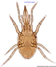  Fig. 1.  Stratiolaelaps  sp. female, dorsal view. 