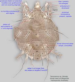  Fig. 1.  Tarsonemus  sp. (ex  Megachile mackayensis;  Australia) female, dorsal view. 