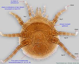  Fig. 1.  Trigonholaspis  sp. n. female, dorsal view. 