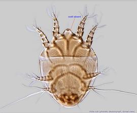  Fig. 1.  Vidia rubi  phoretic deutonymph, dorsal view. 