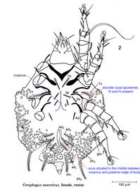  Fig. 10.  Cerophagus nearcticus  female, ventral view; drawing by Barry OConnor, University of Michigan. 