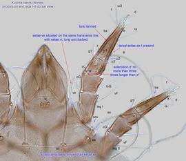  Fig. 10.  Kuzinia laevis  female prodorsum and legs I-II, dorsal view. 