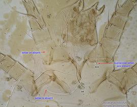  Fig. 10.  Lasioacarus nidicolus  female prodorsum. 