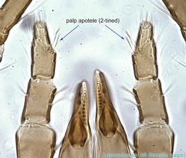  Fig. 10.  Lasioseius  sp. female palps. 
