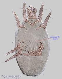  Fig. 10.  Medeus vesparius  paratype female, ventral view. 