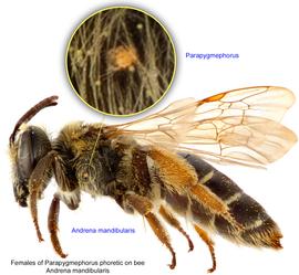  Fig. 12. Females of  Parapygmephorus  phoretic on bee  Andrena mandibularis ; photo by Lindsey Seastone & Laura Hartmann, ITP. 