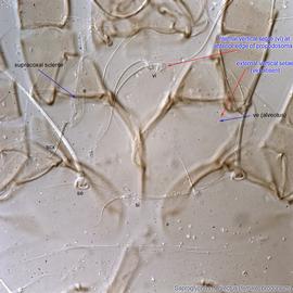  Fig. 10.  Saproglyphus neglectus  female prodorsum. 