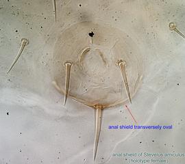  Fig. 10.  Stevelus amiculus  holotype female anal shield. 