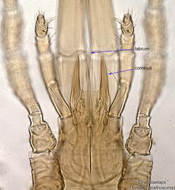  Fig. 10.  Stratiolaelaps  sp. female gnathosoma, optical section (close to ventral side) showing corniculi and labrum. 