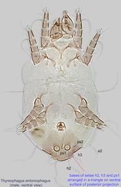  Fig. 10.  Thyreophagus entomophagus  male, ventral view. 