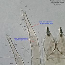  Fig. 10.  Tyrophagus putrescentiae  neotype male legs I-II, dorsal view. 